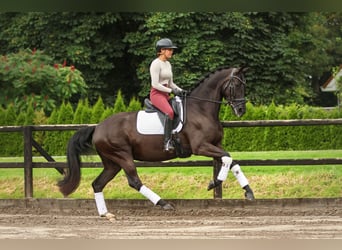 KPR, Klacz, 5 lat, 170 cm, Kara