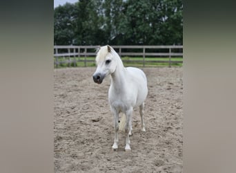 KPR, Klacz, 7 lat, 116 cm, Siwa