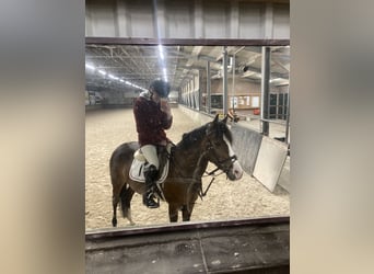 KPR Mix, Klacz, 8 lat, 145 cm, Ciemnogniada
