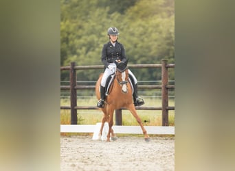 KPR, Klacz, 8 lat, 146 cm, Kasztanowata