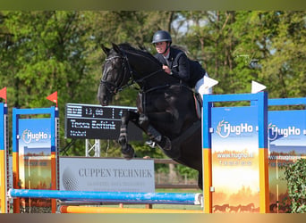 KPR, Klacz, 8 lat, 170 cm, Kara