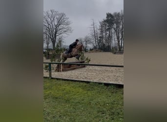 KPR, Klacz, 9 lat, 147 cm, Kasztanowata