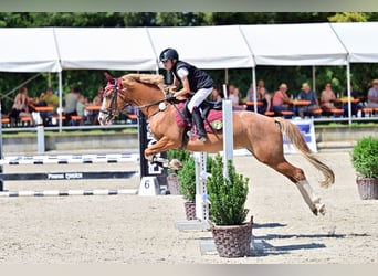 KPR, Klacz, 9 lat, 148 cm, Kasztanowata