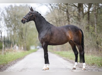 KPR, Klacz, 9 lat, 153 cm, Ciemnogniada