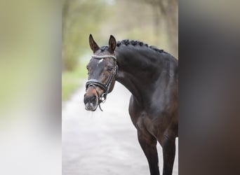 KPR, Klacz, 9 lat, 153 cm, Ciemnogniada