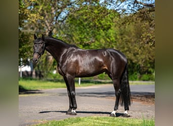 KPR, Klacz, 9 lat, 168 cm, Ciemnogniada