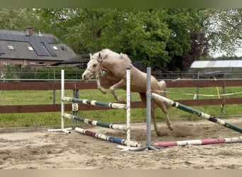 KPR Mix, Ogier, 2 lat, 143 cm, Izabelowata