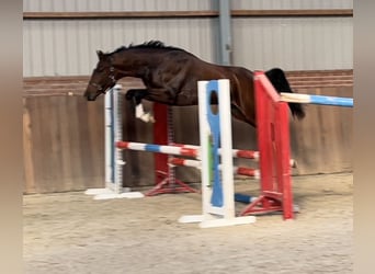 KPR, Ogier, 2 lat, 149 cm, Ciemnogniada