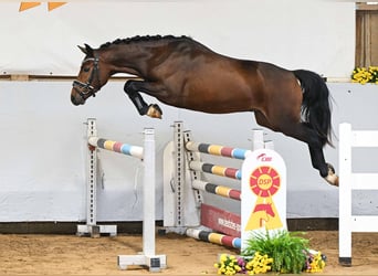 KPR, Ogier, 3 lat, 142 cm, Gniada