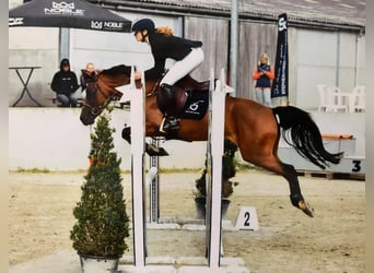 KPR Mix, Ogier, 3 lat, 147 cm, Siwa