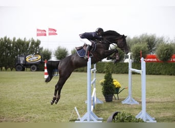 KPR Mix, Ogier, 3 lat, 147 cm, Siwa