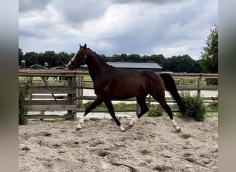 KPR, Ogier, 3 lat, 158 cm, Ciemnogniada