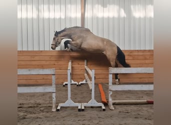 KPR, Ogier, 3 lat, Jelenia