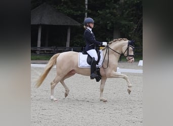 KPR, Ogier, 5 lat, 145 cm, Perlino