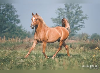 KPR, Ogier, 3 lat, 142 cm, Bułana