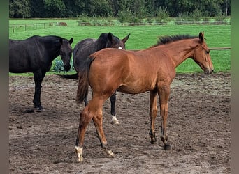 KPR, Ogier, Źrebak (05/2025), Gniada