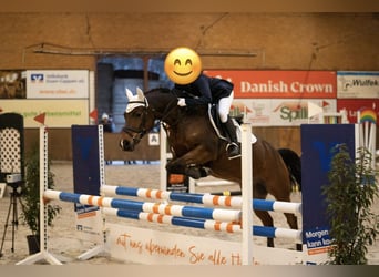 KPR, Wałach, 10 lat, 146 cm, Gniada