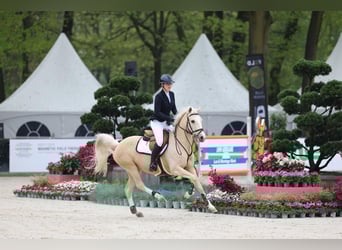 KPR, Wałach, 12 lat, 148 cm, Izabelowata