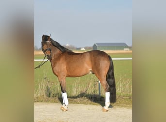 KPR, Wałach, 13 lat, 144 cm, Gniada