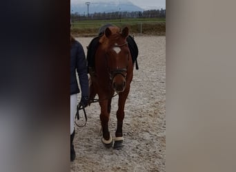 KPR, Wałach, 14 lat, 150 cm, Ciemnokasztanowata