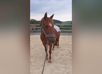 KPR, Wałach, 14 lat, 150 cm, Ciemnokasztanowata