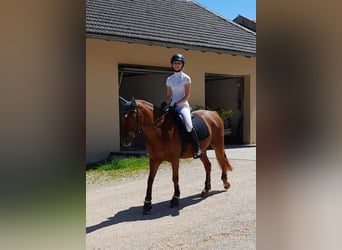 KPR, Wałach, 14 lat, 150 cm, Ciemnokasztanowata