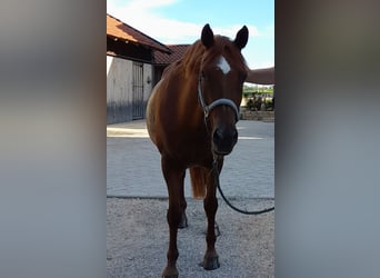 KPR, Wałach, 14 lat, 150 cm, Ciemnokasztanowata