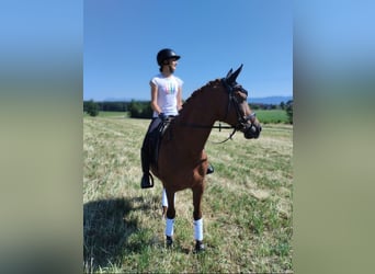 KPR, Wałach, 14 lat, 150 cm, Ciemnokasztanowata