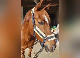 KPR, Wałach, 14 lat, 150 cm, Ciemnokasztanowata