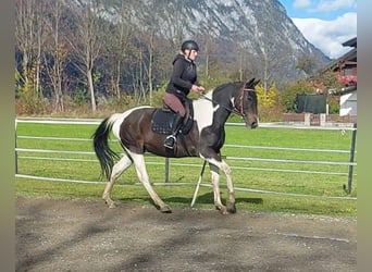 KPR, Wałach, 14 lat, 160 cm