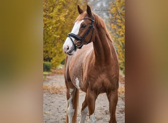 KPR, Wałach, 14 lat, 168 cm, Sabino