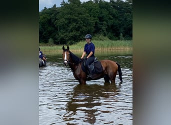 KPR, Wałach, 15 lat, 146 cm, Gniada