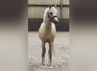 KPR, Wałach, 2 lat, 141 cm, Izabelowata
