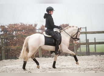 KPR, Wałach, 3 lat, 144 cm, Cremello
