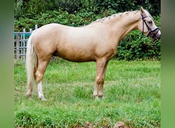 KPR, Wałach, 3 lat, 145 cm, Izabelowata