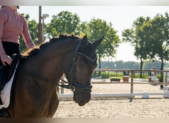 KPR, Wałach, 3 lat, 148 cm, Skarogniada