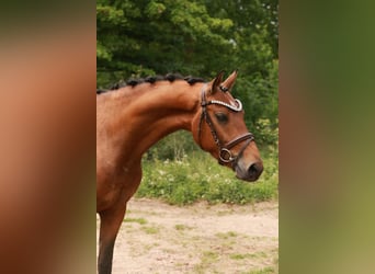 KPR, Wałach, 3 lat, 153 cm, Gniada