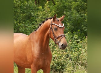 KPR, Wałach, 3 lat, 153 cm, Gniada