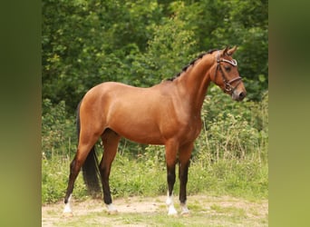 KPR, Wałach, 3 lat, 153 cm, Gniada