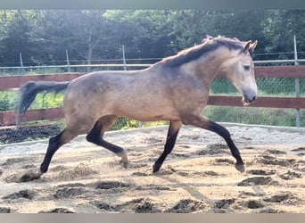 KPR, Wałach, 3 lat, 170 cm, Jelenia