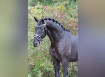 KPR, Wałach, 3 lat, 170 cm, Kara