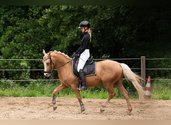 KPR, Wałach, 4 lat, 143 cm, Izabelowata