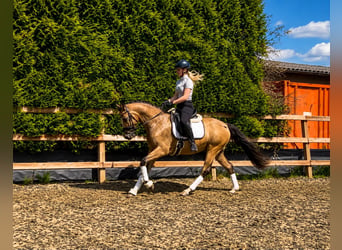 KPR, Wałach, 4 lat, 146 cm, Bułana