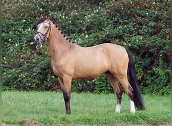 KPR, Wałach, 4 lat, 146 cm, Bułana