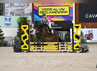 KPR, Wałach, 4 lat, 146 cm, Gniada