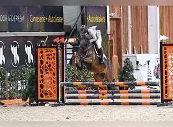 KPR, Wałach, 4 lat, 146 cm, Gniada