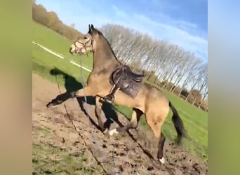 KPR Mix, Wałach, 4 lat, 167 cm, Jelenia