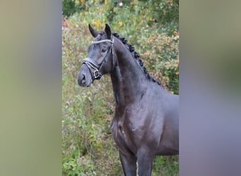 KPR, Wałach, 4 lat, 170 cm, Kara