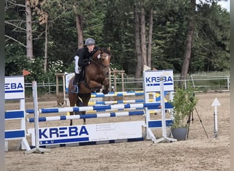 KPR, Wałach, 5 lat, 158 cm, Gniada