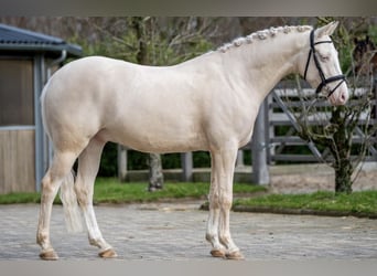 KPR, Wałach, 6 lat, 143 cm, Izabelowata